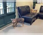 Small French Bulldog