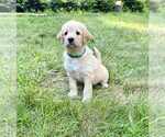 Small Photo #6 Aussiedoodle-Labradoodle Mix Puppy For Sale in BRYANTOWN, MD, USA