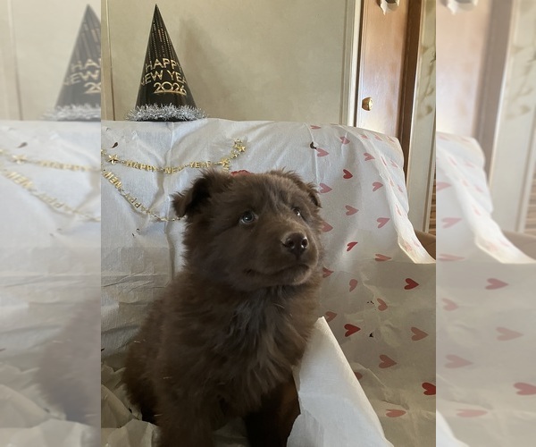 Medium Photo #2 German Shepherd Dog Puppy For Sale in FORT COLLINS, CO, USA