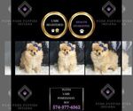 Puppy 9 Pomeranian
