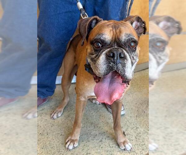 Medium Photo #1 Boxer Puppy For Sale in Riverside, CA, USA