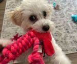 Small #1 Poochon