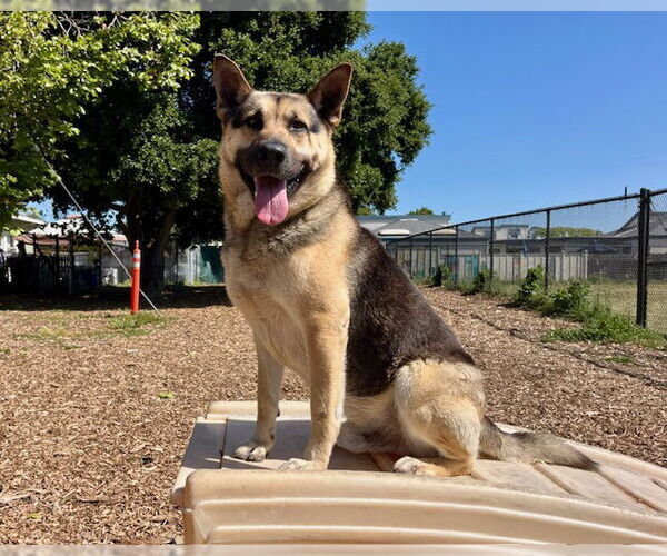 Medium Photo #3 German Shepherd Dog-Unknown Mix Puppy For Sale in Santa Cruz, CA, USA