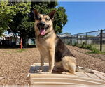 Small #2 German Shepherd Dog Mix