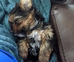 Small Photo #7 Yorkshire Terrier Puppy For Sale in EAST LAYTON, UT, USA