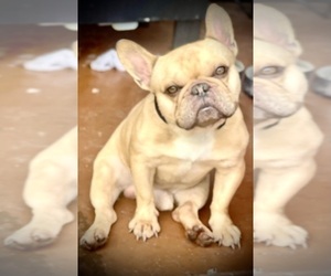 Father of the French Bulldog puppies born on 10/09/2025