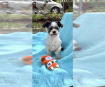 Small #8 Shih Tzu