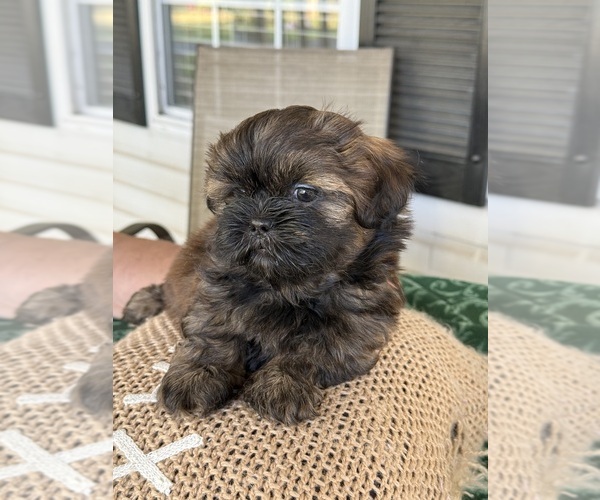 Medium Photo #4 Shih Tzu Puppy For Sale in CANTONMENT, FL, USA