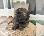 Small #3 Shih Tzu