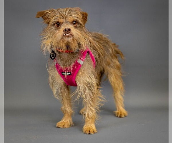 Medium Photo #8 Norfolk Terrier-Unknown Mix Puppy For Sale in Princeton, MN, USA
