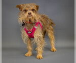 Small Photo #8 Norfolk Terrier-Unknown Mix Puppy For Sale in Princeton, MN, USA