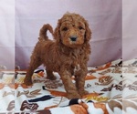 Small Photo #2 Goldendoodle Puppy For Sale in FRYTOWN, IA, USA
