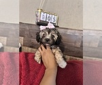 Small #5 Maltipoo