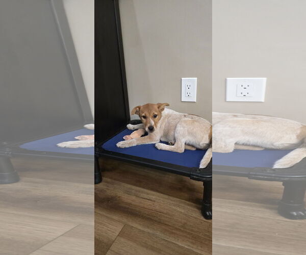 Medium Photo #2 Mutt Puppy For Sale in Hillsboro, MO, USA