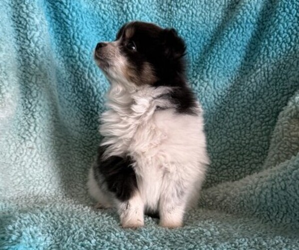 Medium Photo #2 Pomeranian Puppy For Sale in CURTISS, WI, USA