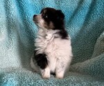 Small #1 Pomeranian