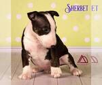 Small Photo #6 Miniature Bull Terrier Puppy For Sale in Dnipro, Dnipro, Ukraine