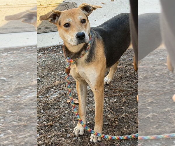 Medium Photo #1 Mutt Puppy For Sale in Tarboro, NC, USA