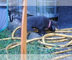 Small Photo #4 Labrador Retriever Puppy For Sale in EDINBURG, VA, USA