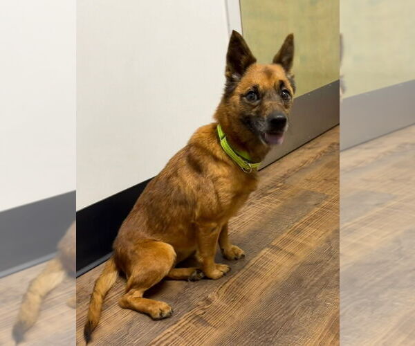 Medium Photo #2 Mutt Puppy For Sale in Ellijay, GA, USA