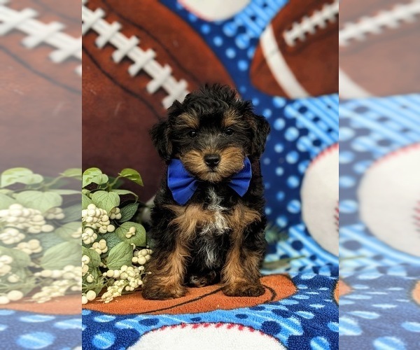 Medium Photo #1 Poodle (Toy)-Yorkshire Terrier Mix Puppy For Sale in OXFORD, PA, USA
