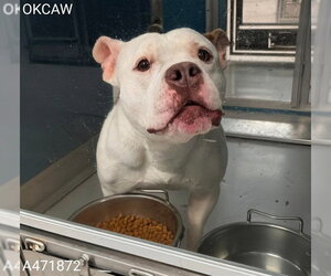 American Bulldog-Unknown Mix Dogs for adoption in Oklahoma City, OK, USA