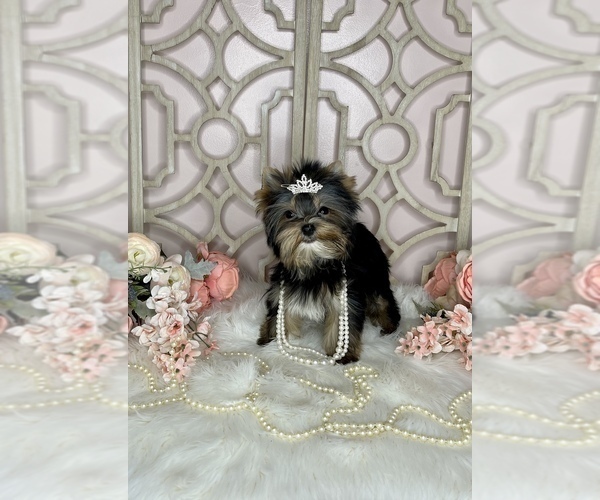 Medium Photo #1 Yorkshire Terrier Puppy For Sale in MORRIS CHAPEL, TN, USA