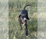 Small #3 Great Dane