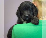 Small #2 Spaniel Mix