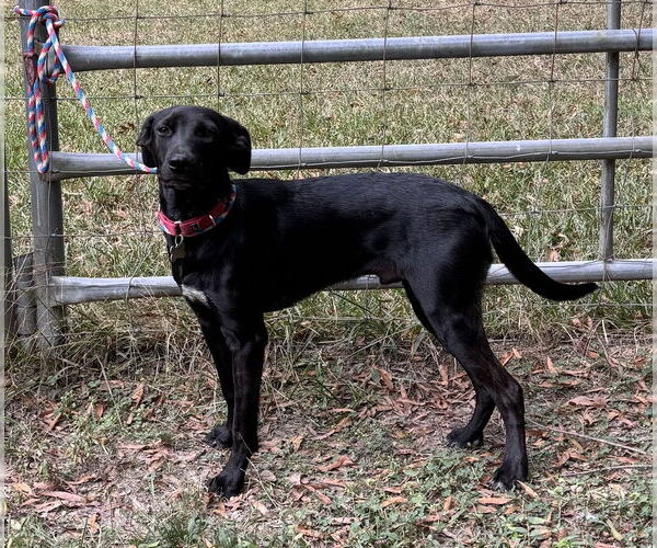 Medium Photo #4 Labrador Retriever-Unknown Mix Puppy For Sale in Boston, MA, USA