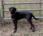 Small #3 Labrador Retriever Mix
