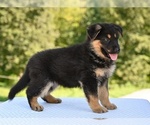 Small #3 German Shepherd Dog