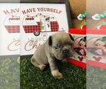 Small Photo #7 French Bulldog Puppy For Sale in POMPANO BEACH, FL, USA