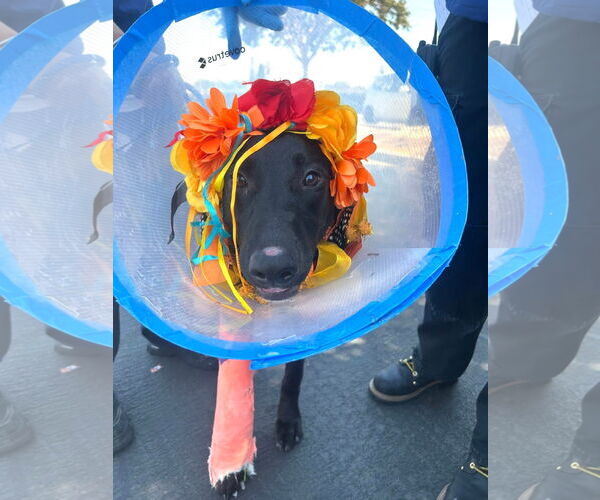 Medium Photo #4 Labrador Retriever-Unknown Mix Puppy For Sale in San Diego, CA, USA