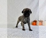Small #2 Pug