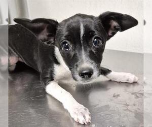 Chihuahua Dogs for adoption in Bakersfield, CA, USA