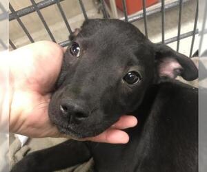 Labrador Retriever-Unknown Mix Dogs for adoption in Conroe, TX, USA