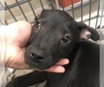 Small Labrador Retriever Mix