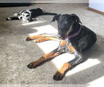 Small #8 Doberman Pinscher