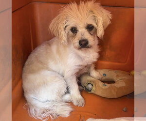 Arthur - Male Maltipoo (Miniature) Dog for Adoption - Photo #3