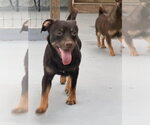 Small #2 Chiweenie