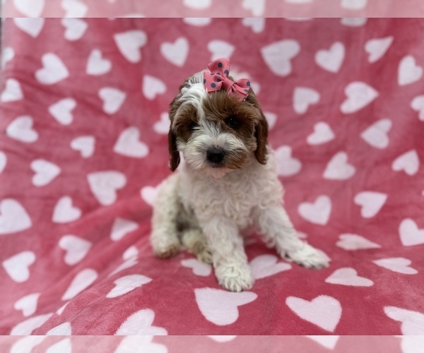 Medium Photo #6 Cock-A-Poo Puppy For Sale in LAKELAND, FL, USA