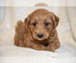 Puppy 6 Goldendoodle (Miniature)