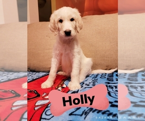 Goldendoodle Puppy for sale in HOGANSVILLE, GA, USA