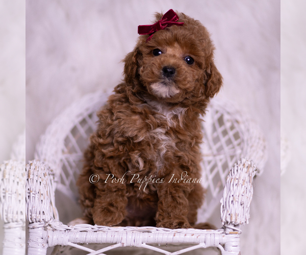Medium Photo #6 Poodle (Toy) Puppy For Sale in WARSAW, IN, USA