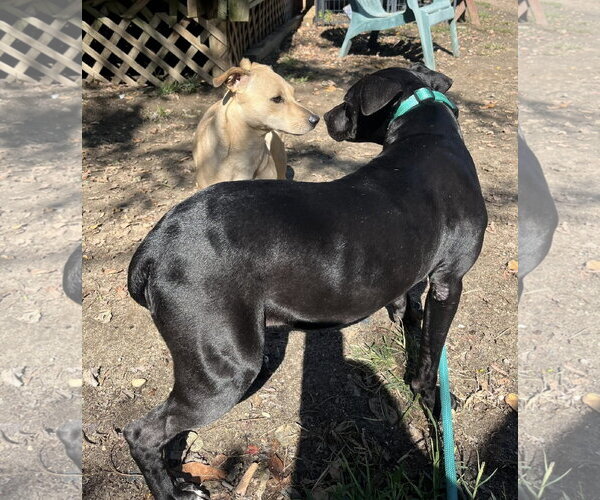 Medium Photo #19 Labrador Retriever-Unknown Mix Puppy For Sale in Mount Laurel, NJ, USA