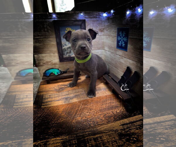 Medium Photo #5 Mutt Puppy For Sale in New London, WI, USA