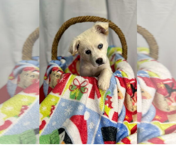 Medium Photo #5 Siberian Husky Puppy For Sale in Columbus, IN, USA