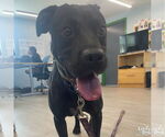 Small #5 American Pit Bull Terrier-Labrador Retriever Mix