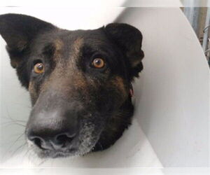 German Shepherd Dog Dogs for adoption in Downey, CA, USA